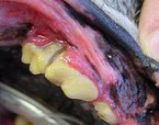 Zahnfleischentzündung beim Hund