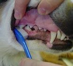 Richtiges Zähneputzen beim Hund