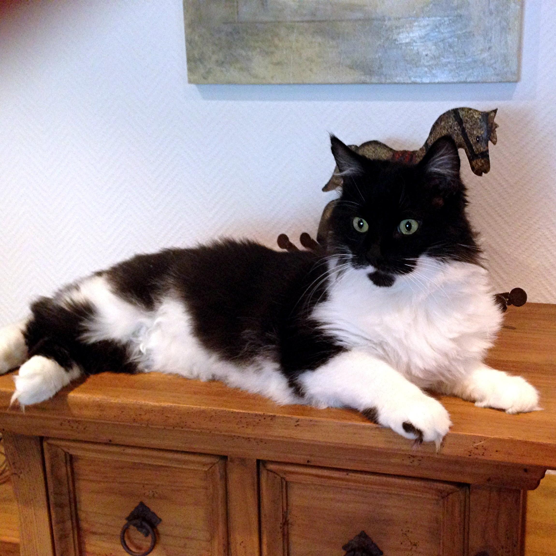 Erfahrungsbericht über Dr. Zahner von Kater Nico