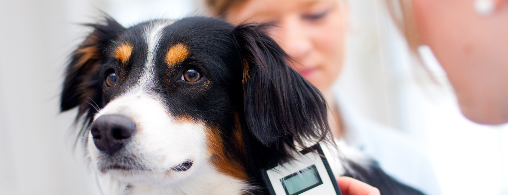 Elektronische Tierkennzeichnung, Hunde chippen