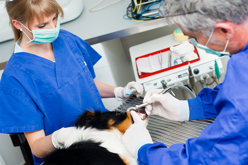 Dr. Zahner und tiermedizinische Angestellte bei einer Operation