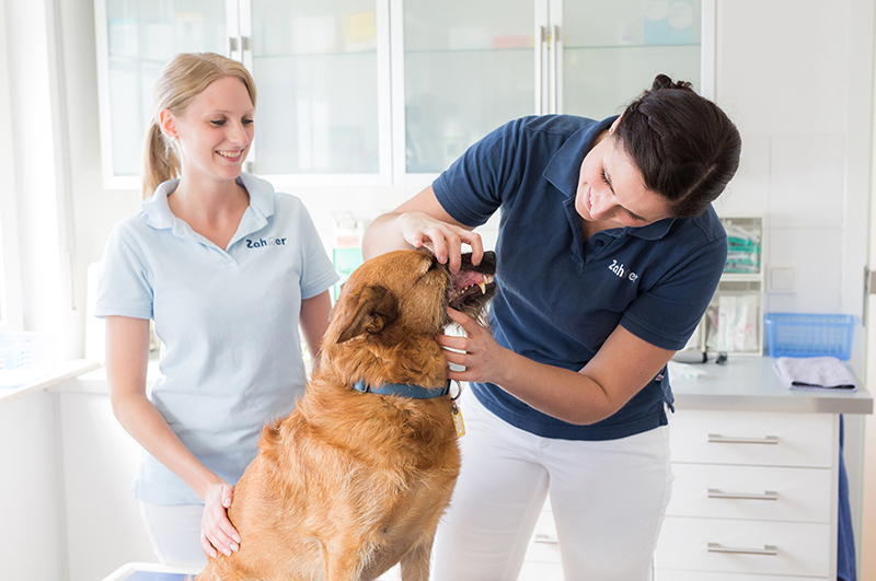 Tierärztin und tiermedizinische Angestellte bei Dr. Zahner