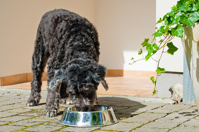 Hund bei Dr. Zahner