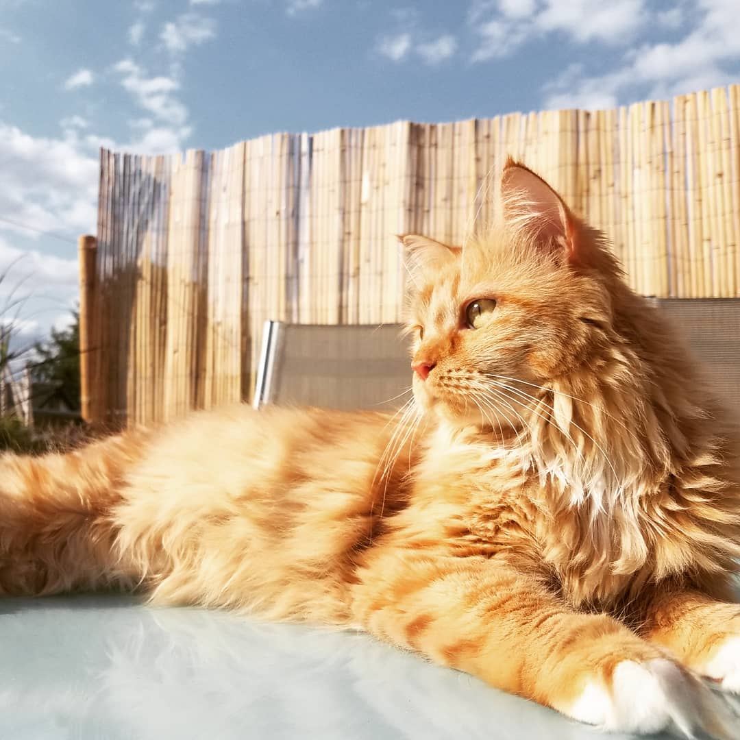Erfahrungsbericht zu Dr. Zahner von Katze Rosi