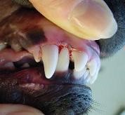 Nichterbliche Zahnfehlstellung: vorstehender Eckzahn beim Hund