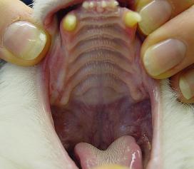Chronische Gingvitis / Stomatitis bei Katzen