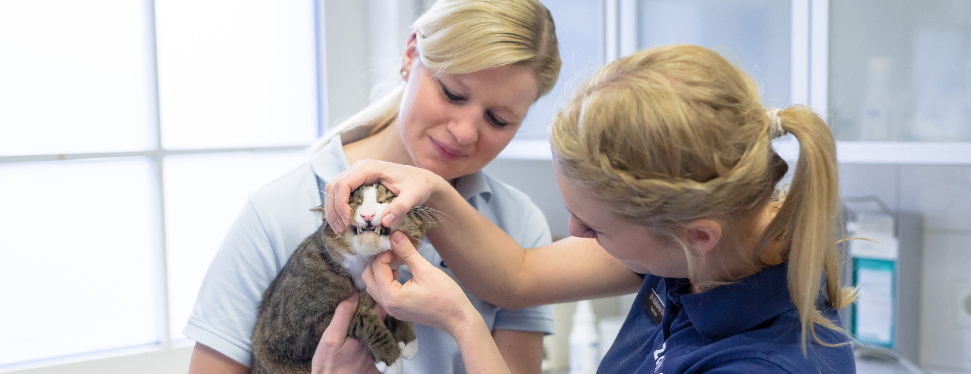 FOLR - Resorptive Läsionen und Ginvitis bei Katzen