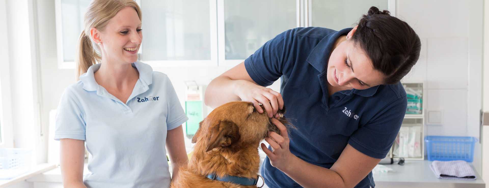 Zahnnotfall bei Hunden und Katzen