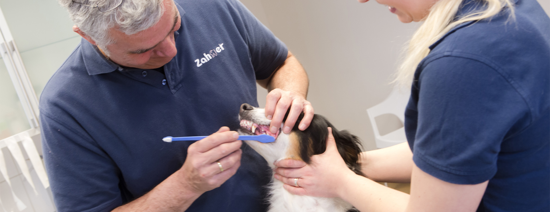 Zahnreinigung für Hunde und Katzen