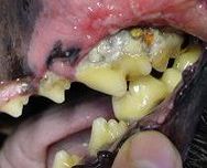 Hundegebiss mit starkem Zahnsteinbefall