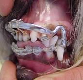 Labialbogen - Zahnklammer für den Hund