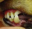 "Lance Canine", Zahnfehlstellung beim Hund