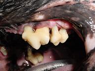 Oberkieferbackenzähne eines Hundes mit einer höchstgradigen Parodontitis