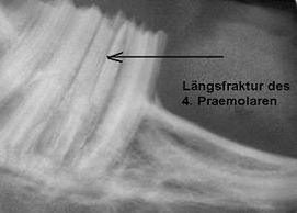 Röntgenbild von Zähnen eines Nagers oder Kaninchens 