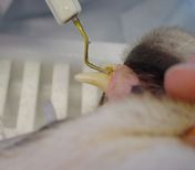 Ultraschallreiniger gegen Zahnstein bei Tieren
